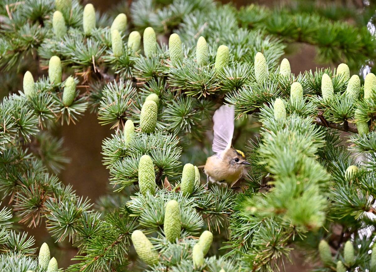 2026-08-13 1 Goldcrest - enlarge for info